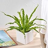 お手入れかんたん 観葉植物 「アスプレニウム・ニダス・オオサカ（スクエアホワイト）」 ハイドロカルチャー 日比谷花壇