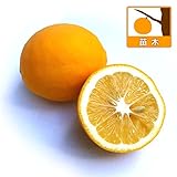 レモン：マイヤーレモン4～5号ポット[酸味が少なくスパイシーな香りの檸檬　柑橘・かんきつ類苗木] ノーブランド品