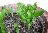 広く栽培ギボウシPlantaginea種子120pcs、多年生草本植物Hostas種子、香りの花オオバコのユリシーズ