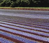 黒ホールマルチ 厚さ0.02mmX幅95cmX長さ200mX孔60mm 規格9230