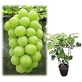 ブドウ：シャインマスカット8号鉢植えあんどん仕立て[充実の大株！ダークブラウンフレグラーポット] ノーブランド品