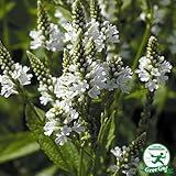 宿根草 苗 【バーベイン ホワイト】 1年生 3号ポット苗