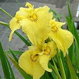 (ビオトープ/水辺植物)花菖蒲 愛知の輝(アイチノカガヤキ)(1ポット分) 本州・四国限定[生体]