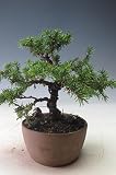 ミニ盆栽 エゾ松(白芽八房)挿木13年生