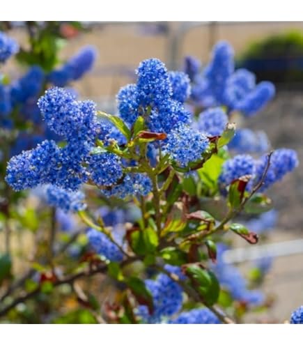 Amazon.co.jp: CHUXAY GARDEN 50粒の種 這うセノサス「リモートブルー