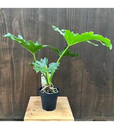 現品　フィロデンドロン　セローム　ホープ　34番　根上がり　観葉植物 迫力あります‼︎ 美株 セローム ホープ 根上り 大株 大型 観葉