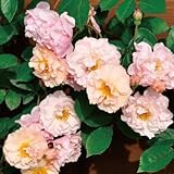 バラ苗 コーネリア 国産大苗6号スリット鉢 つるバラ(CL) 返り咲き ピンク系