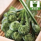コゴミ（クサソテツ）3.5号ポット 2株セット[おひたし・てんぷらに人気の山菜] ノーブランド品