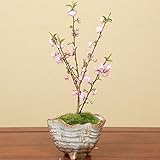 小品盆栽：庭桜（にわざくら）(信楽焼変形鉢)*