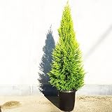 ゴールドクレスト コニファー ８号鉢 良品お届け 鉢植え 観葉植物 苗 苗木 庭木 植木 ハーブ インテリア 中型 大型