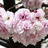 桜 苗木 普賢象(ふげんぞう) 12cmポット苗 さくら苗