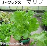 レタス 苗 マリノ 5ポットセット グリーンリーフレタス