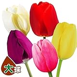 国華園 チューリップ 大球 5色50球セット (各10球)【※発送が国華園からの場合のみ正規品です】