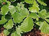 【1年間枯れ保証】【山林苗木】カシワ単木　2.5m露地