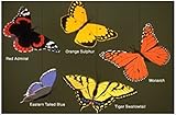 Butterfly Combo Mobile by Skyflight Mobiles