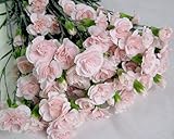 カーネーション 生花 切り花 SPカーネピンク LPテッシノ LLPなど5本