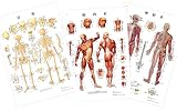 全身の骨格・筋肉・神経を確認できます，人体解剖ポスター，骨格・筋肉・神経セット，B2サイズ - 3B Scientific