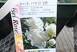 【花苗】【バラ苗大苗(剪定済)】　ヨハネパウロ２世　【期間限定】