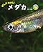 ぜんぶわかる! メダカ (しぜんのひみつ写真館)