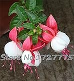 100pcs Fuchsia Hybrida Hort Seeds,Bonsai Lantern Flowers,For Garden Home,Flores Semillas