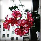 Unique White & Red Edge Geranium Seeds Perennial Flower Seeds Pelargonium Flowers for Rooms 30PCS