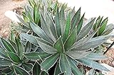【多肉植物/種子】Agave Lophantha★アガベ・ロファンザ◎大美竜・暁の雪・紫微宮◆種子５粒 rare succulent [並行輸入品]
