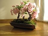 春には　桜　三本の桜並木盆栽で　リビングで　　お花見