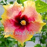 発売中！！！花の鉢植え用の200pcsのハイビスカスの種24kinds HIBISCUS ROSA-シネンシスフラワー種子ハイビスカスの木の種子
