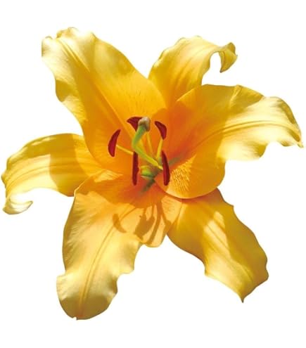 Amazon.co.jp: 花ユリ オリエンタルリリー 球根 オレンジエンペラー 8