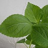 えごま3号ポット4株セット[韓国野菜の苗][焼き肉のお供に・種は荏胡麻油に] ノーブランド品