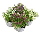 花市場直送便 花苗・アリッサムMIX【8入】