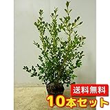 【ノーブランド品】 ボックスウッド 樹高0.5m前後 15cmポット 【10本セット】