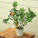 家庭果樹：四季成り小みかん*コミカン　こみかん