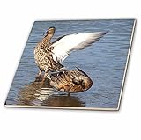 3drose CT _ 50379 _ 1メスMalard Ducksバスタイムセラミックタイル、4インチ