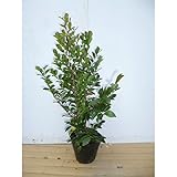 ヒサカキ 樹高0.4m前後 15cmポット ひさかき 苗木 植木 苗 庭木 生け垣