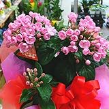 ニオイ桜（におい桜）5号 鉢植え：かご付き　花ギフト 誕生日プレゼント