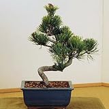 盆栽:五葉松(緑釉長方縁付鉢)*