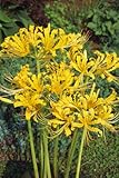【人気の秋咲き球根イエロー】 リコリス　オーレア　１球