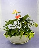 ≪陶器鉢≫ ピュアタイム アンスリューム 寄せ植え (全高370)