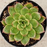 花の想夫蓮 7.5cmポット エケベリア Echeveria Hananosoufuren ハナノソウフレン 花の想夫恋 希少 福岡県産 多肉植物 多肉 観葉植物 インテリアグリーン 寄せ植えに