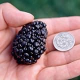 ブラックベリー「ジャンボ」の苗木