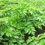 アシタバ 苗 10.5cmポット