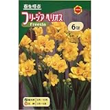 秋植え球根 八重咲フリージア グレイス (黄花) (234437)
