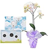 丸叶むらたのお線香 沢山のおはなし 16本入 文字の浮き出るお香 ミディ胡蝶蘭 1本立ち リトルスノウ 白色 陶器鉢 お供えラッピング セット