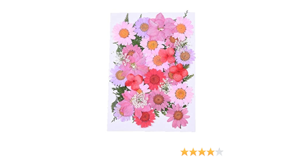 Amazon ノースポール レースフラワー 葉っぱ ピンク 赤 紫色の押し花ドライフラワーセット大小ミックスサイズ9種類入り ドライフラワー オンライン通販