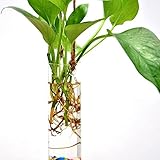 Baoblaze 花瓶　プランター　テラリウム　容器　贈り物　吊り管　水耕ポット　　装飾　クリスタル　フラワー　