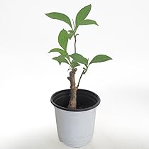 バオバブ アデニウム アラビカム バオバブスタイル「Adenium arabicum