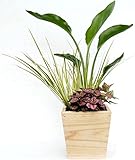 木製４寸ストレチア寄せ植え