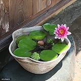 手作り睡蓮鉢(メダカ鉢) 益子焼 彩(SAI) 花型 古信楽 白鏡 睡蓮鉢・金魚鉢・メダカ鉢