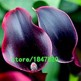 Hot Sale Rare Red Edge black Calla Seeds Balcony Potted Bonsai Patio Plant Seeds Calla Flower Seeds 